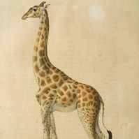 Avez-vous vu la girafe ?