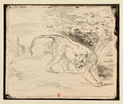 Eugène Delacroix, Tigre en arrêt, cliché-verre, 20,2 × 16,7 cm, 1854 (retirage de 1921), issu du recueil Quarante clichés-glace de J. B. C. Corot - C. Daubigny - E. Delacroix - J. F. Millet - Th. Rousseau, Paris, Maurice Le Garrec, 1921. Paris, bibliothèque de l'INHA, Fol Est 5, don d’André Joubin en mars 1922. Cliché INHA.