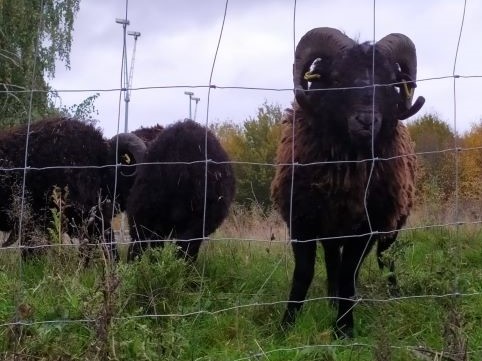 Bussy-Saint-Georges, aux abords du CTLes, les moutons, 2021. Cliché INHA